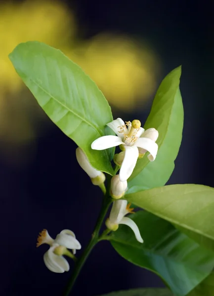 レモン ツリーの開花の白い花 — ストック写真