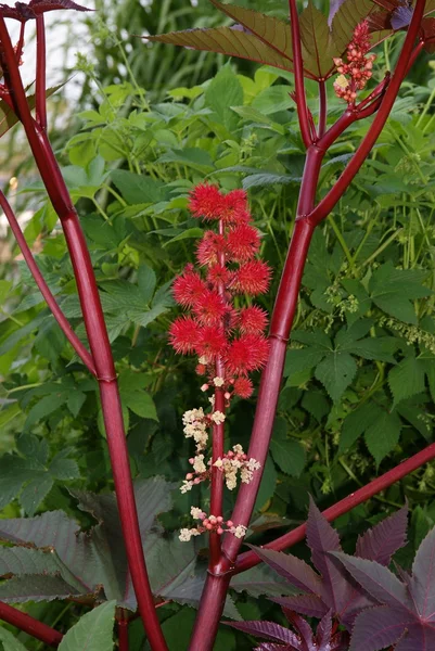 Planta de aceite Ricinus florecimiento — Foto de Stock