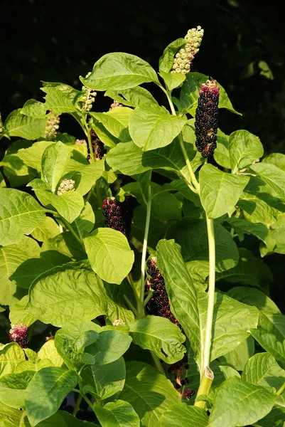 Pokeweed with purple fruits — Stock Photo, Image