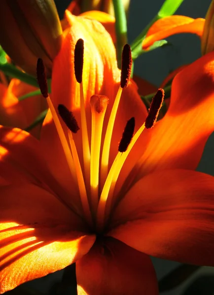 Orange blomma av Lilja närbild — Stockfoto