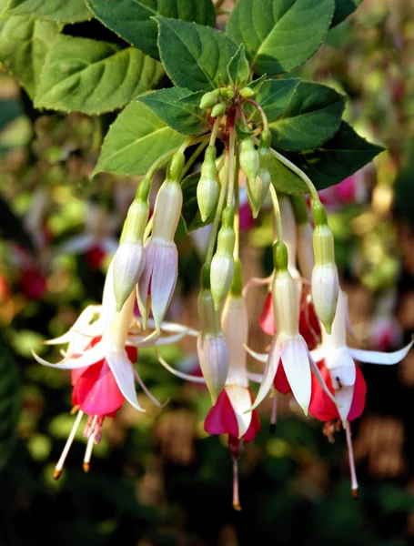 Biało -czerwone kwiaty fuksja — Zdjęcie stockowe