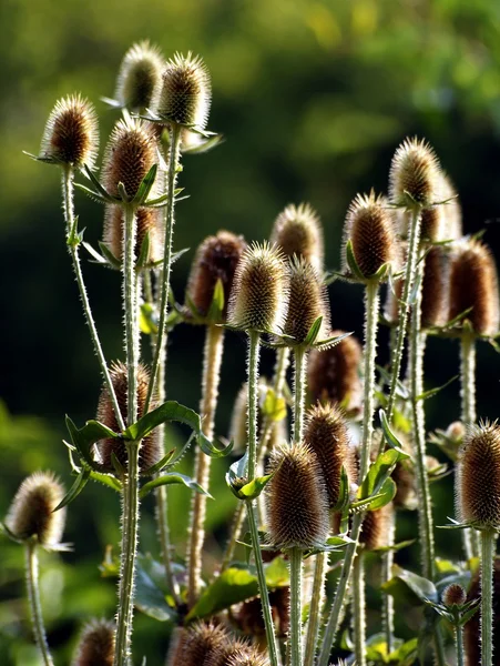 Wild teasel plants — Stock Photo, Image