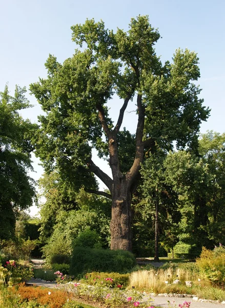 Old,huge holm-oak tree — Stock fotografie