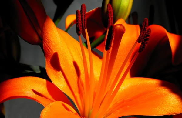 Oranžový květ lilie zblízka — Stock fotografie