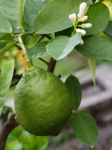 Groen, urripe vrucht van citroen — Stockfoto