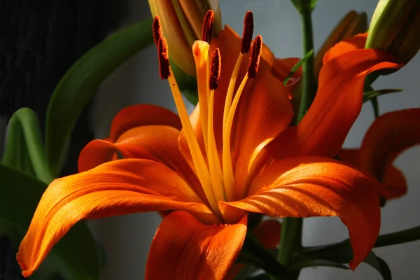 Orange lily — Stock Photo, Image