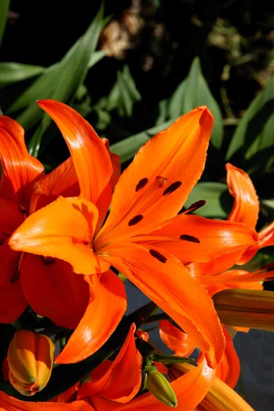 Oranje lily — Stockfoto