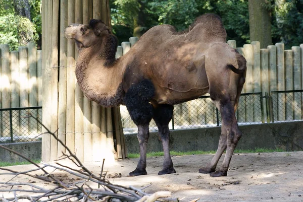 Kamele — Stockfoto