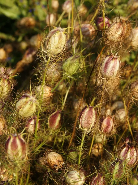 Mogna torra frukter med frön från nigella damascena — Stockfoto