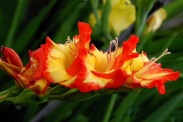 Fiore rosso e giallo di gladiolo — Foto Stock