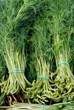 lezzetli bitki ve bitkisel olarak yeşil dereotu