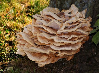 köşeli ayraç mantarlar kök eski ağaç