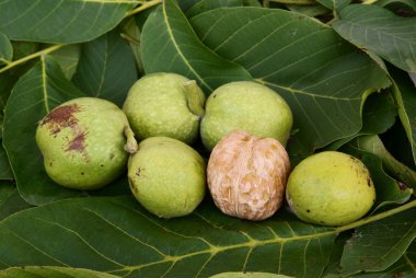 Früchte der Nussbaum