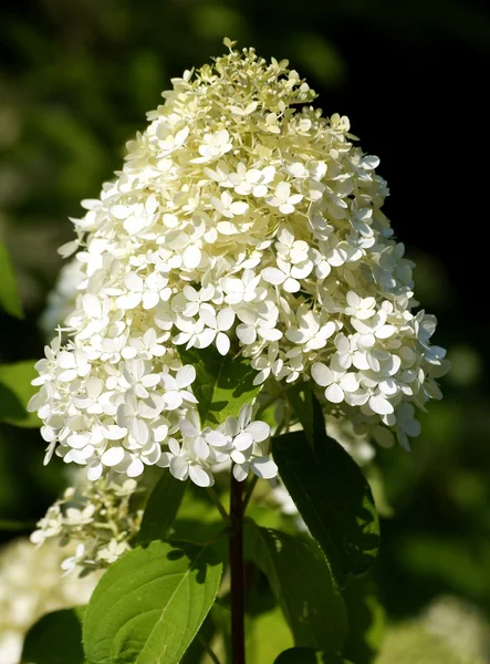 Fiore bianco di ortensia — Foto Stock