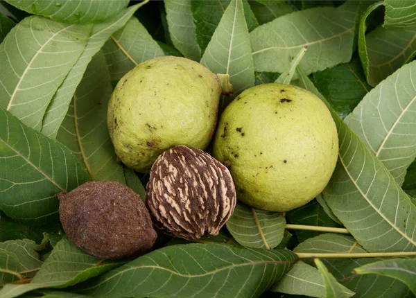 Früchte des schwarzen Walnussbaums — Stockfoto