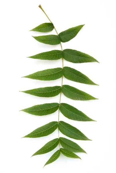 Leaf of black walnut tree — Stock Photo, Image