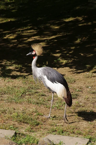 Grue Oiseau — Photo