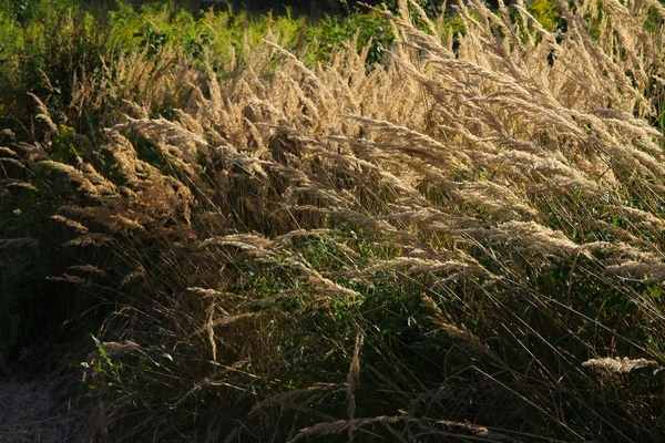 Herbe sèche de foin sur prairie à l'automne — Photo