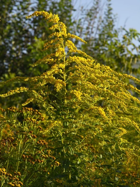Gyllene stav växten blommande — Stockfoto