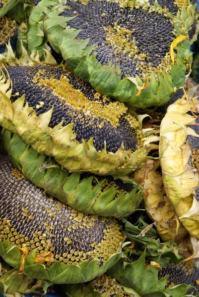 Ripe seeds of sunflower oil plant — Stock Photo, Image