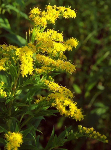 ゴールデンロッド植物開花 — ストック写真