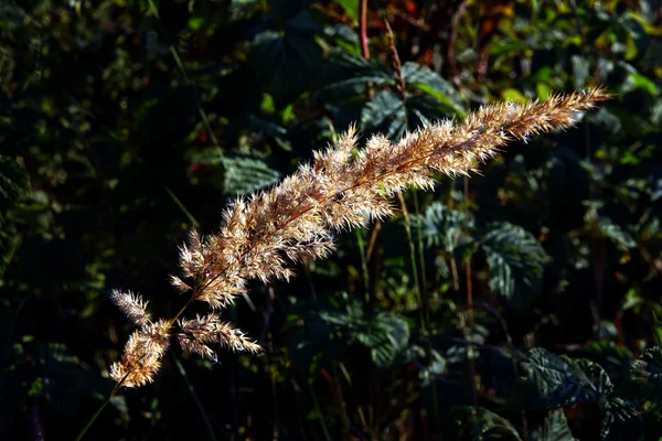 Droge hooi gras op weide in de herfst — Stockfoto