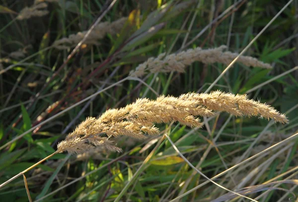 Сухая сенная трава на лугу осенью — стоковое фото