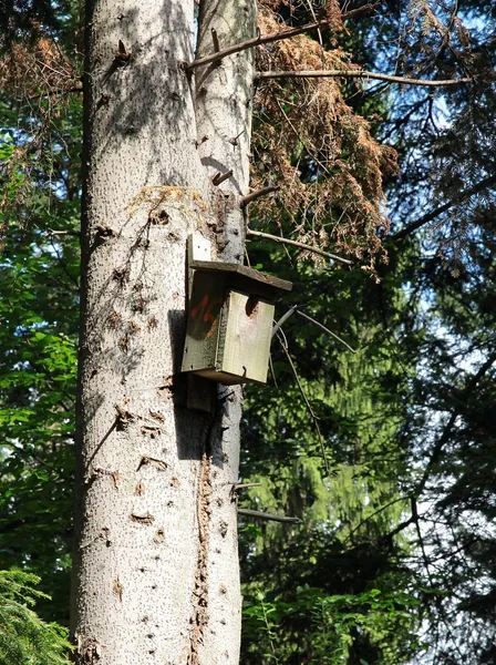 Canil de reprodução de madeira na árvore na floresta — Fotografia de Stock