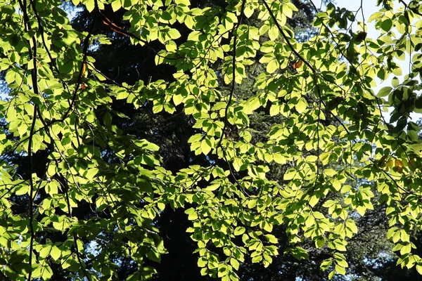 Feuilles de hêtre dans la forêt contre le soleil — Photo