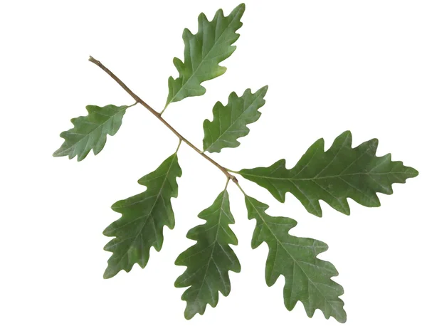 Green leaf of sessile oak tree — Stock Photo, Image