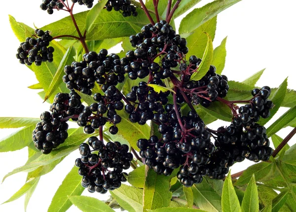 Fekete bogyók az idősebb bush természetes gyógymódok — Stock Fotó
