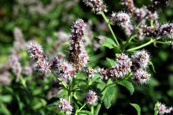 Herbe de menthe fleurissant sur la prairie — Photo