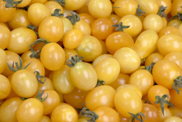 Žlutý cherry rajčata — Stock fotografie