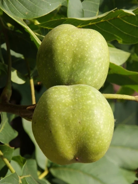 Green,unripe nuts of walnut tree on tree