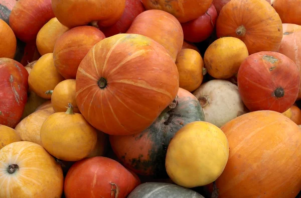 Orange pumpkins as tasty vegetable — Stock Photo, Image