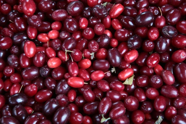 Cranberry fruits — Stock Photo, Image