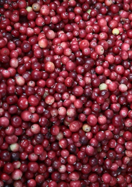 Brusinková ovoce zralé, červené — Stock fotografie