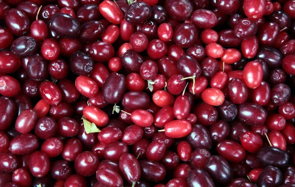 Rode vruchten van cranberry — Stockfoto