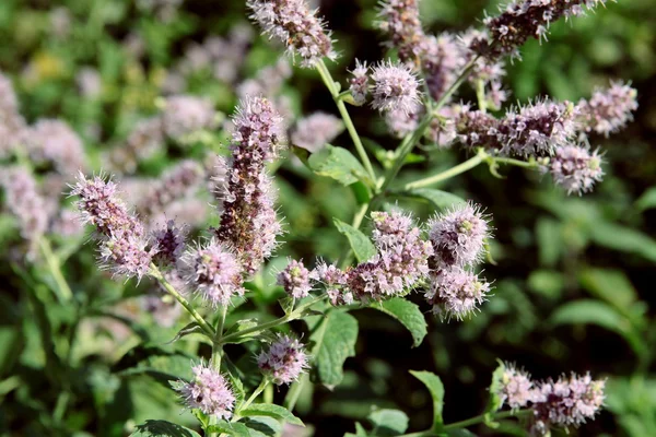 Hierba de menta con flores de lila de cerca — Foto de Stock