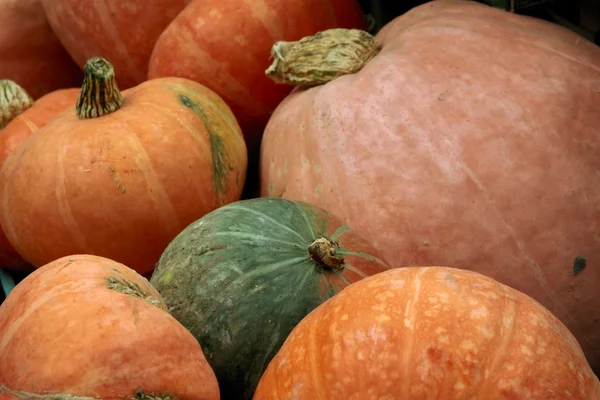 Pumpkins — Stock Photo, Image