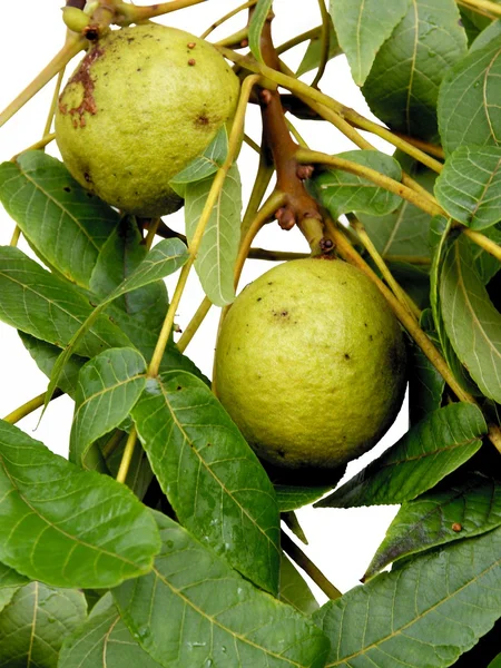 Grüne unreife Früchte des schwarzen Walnussbaums — Stockfoto