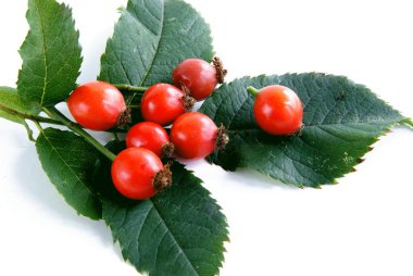 kırmızı, olgunlaşmış meyve sonbahar yabani Gül Bush