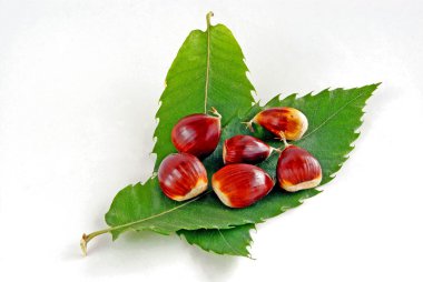 kahverengi, olgun somun tatlı kestane ağacı ve yeşil yaprakları