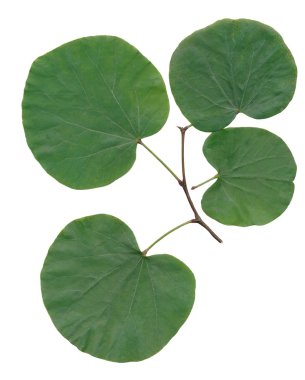 dal judash ağacının yeşil yaprakları ile yakın çekim