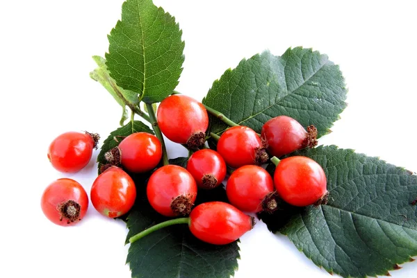 Red fruits of wild rose bush — Stock Photo, Image