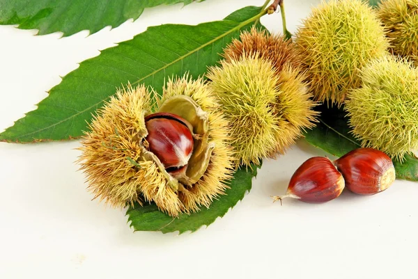 Hnědá, zralé ořechy sweet kaštan a zelenými listy — Stock fotografie