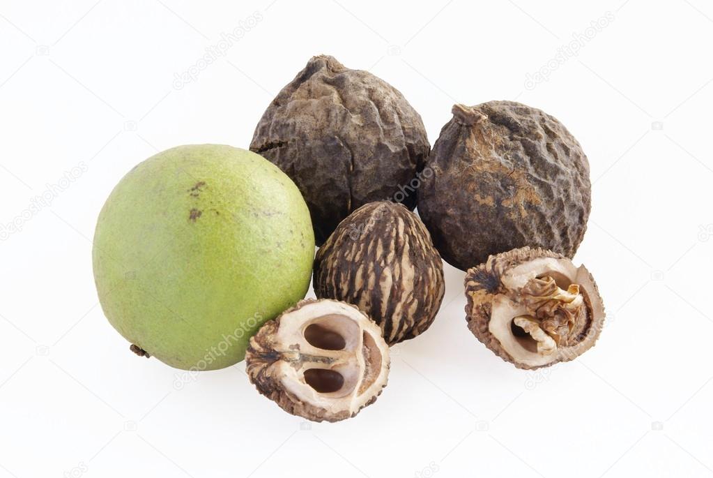 Inedible nuts of black chestnut tree