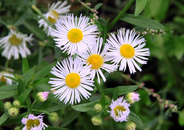 Små lila blommor av erigeon ramosus — Stockfoto