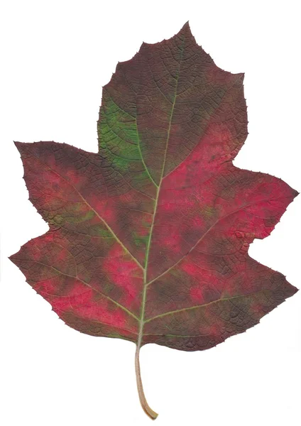 Hojas multicolores de hortensia en otoño —  Fotos de Stock