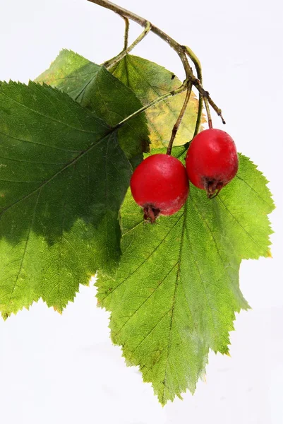 红色浆果的灌木丛山楂布什 — 图库照片